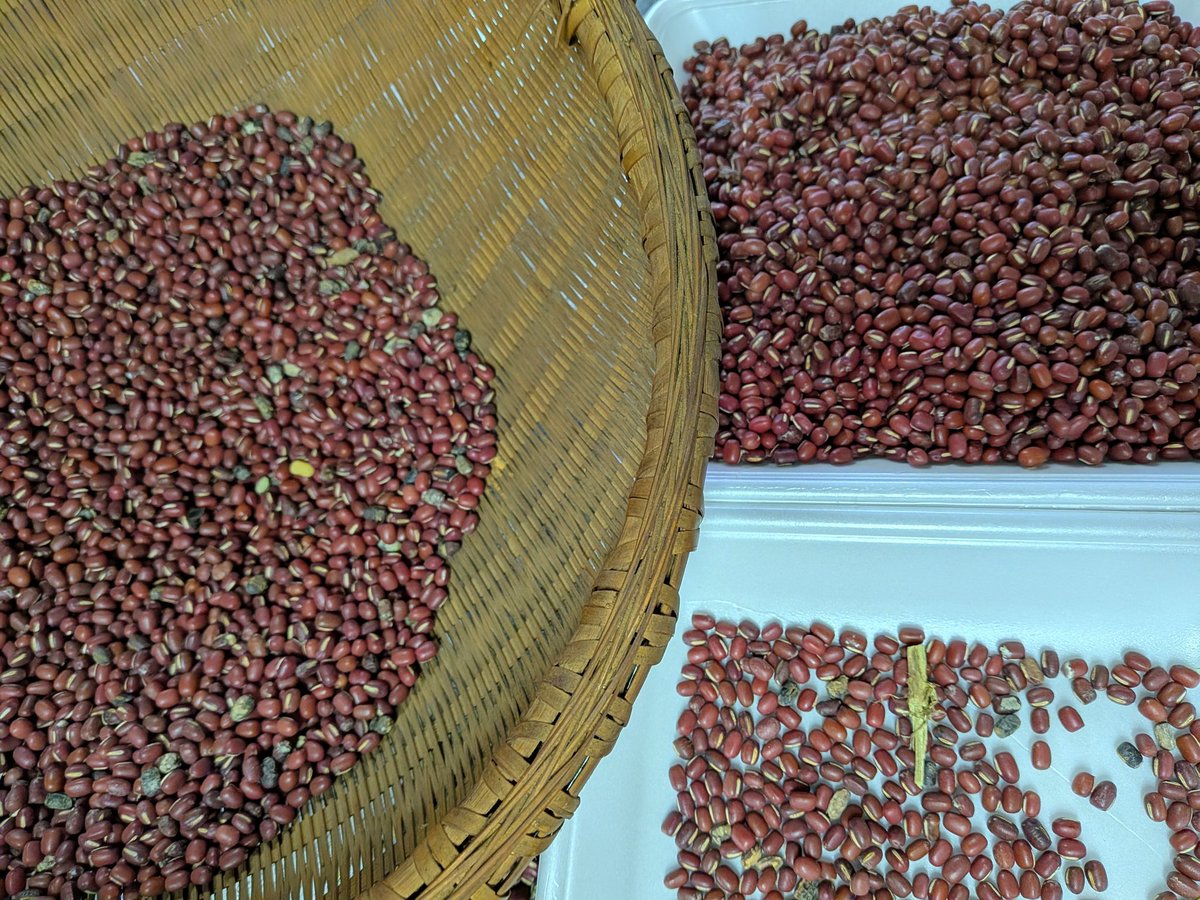 小豆ページ 鞘から出した小豆をもらったので選り分けました。900gあったよ お砂糖