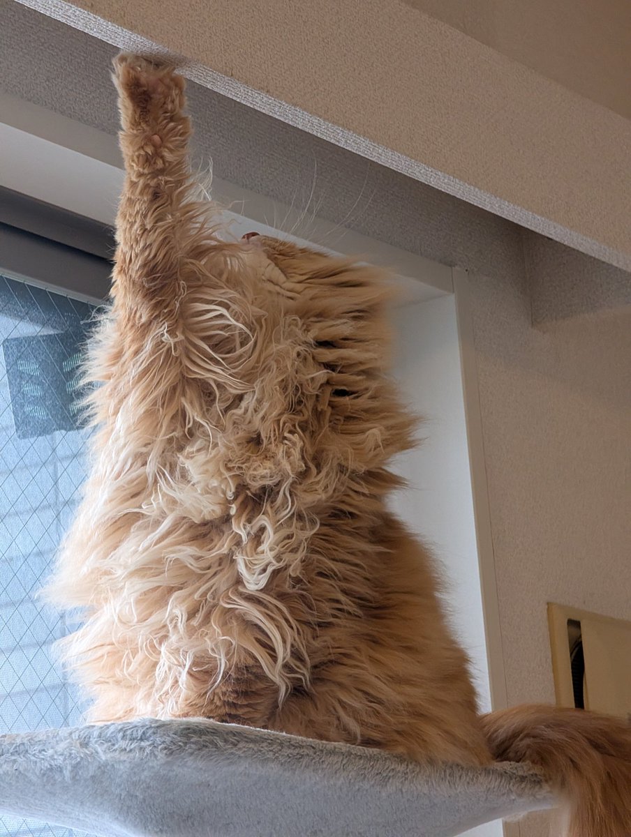 onasukwi's tweet photo. 今朝の猫のねぎ https://t.co/SgooaSCWdh