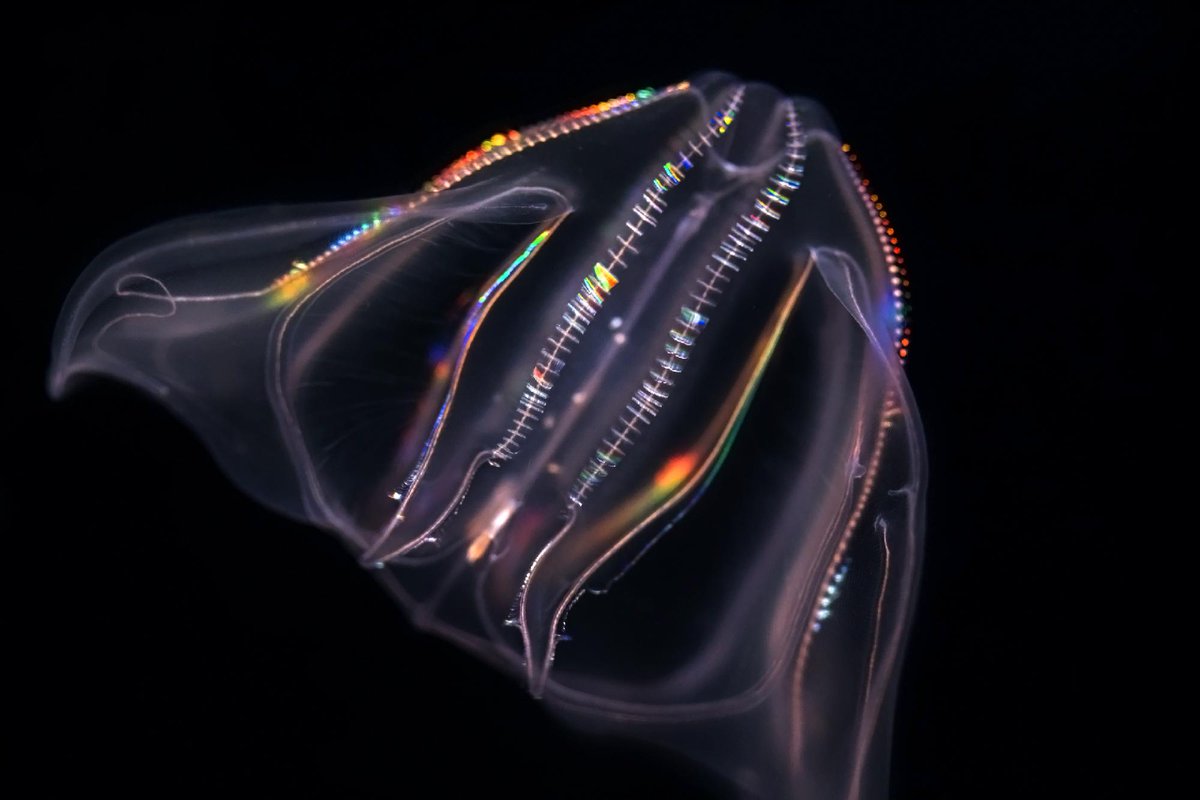 Can't see the Northern Lights? Check out the lights in our Northern Pacific Gallery. Comb jellies have eight rows of cilia, or combs, that propel them through the water, producing a flickering, rainbow-like appearance with their movements. 🌈💡🌌

Photo by Robin Riggs #AOPjellies