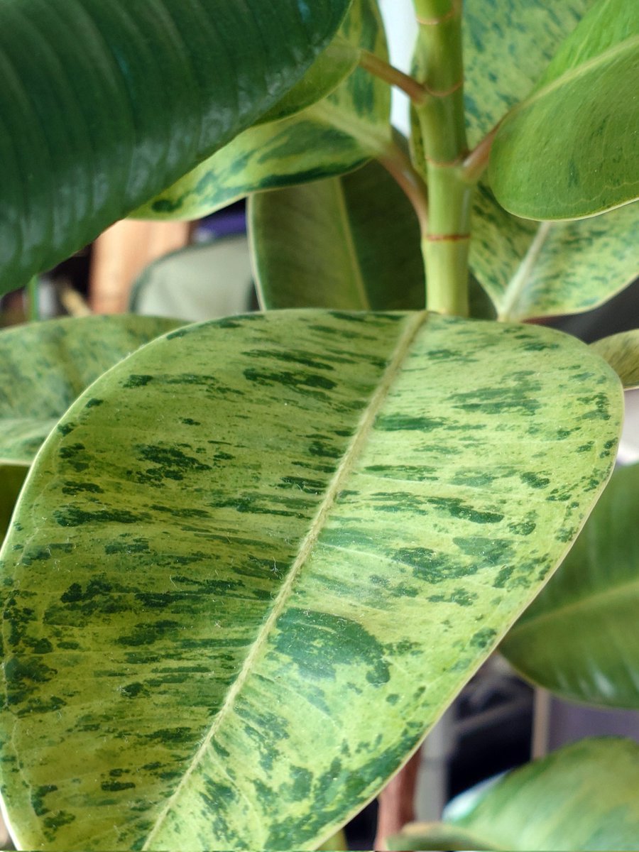 じーすけ (@1331G) / Posts and Replies / X