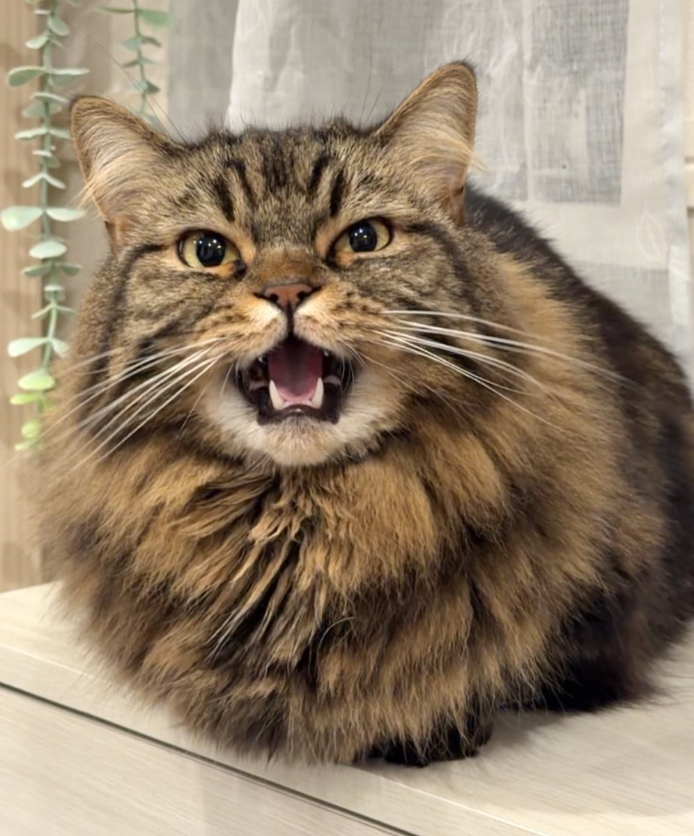 今日も ごはんはよの歌 うたってる