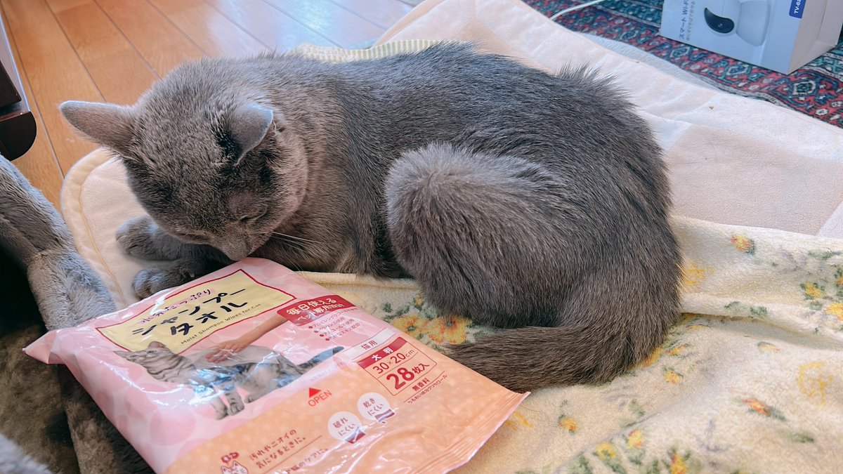昼休みなので猫でも拭くかどうか