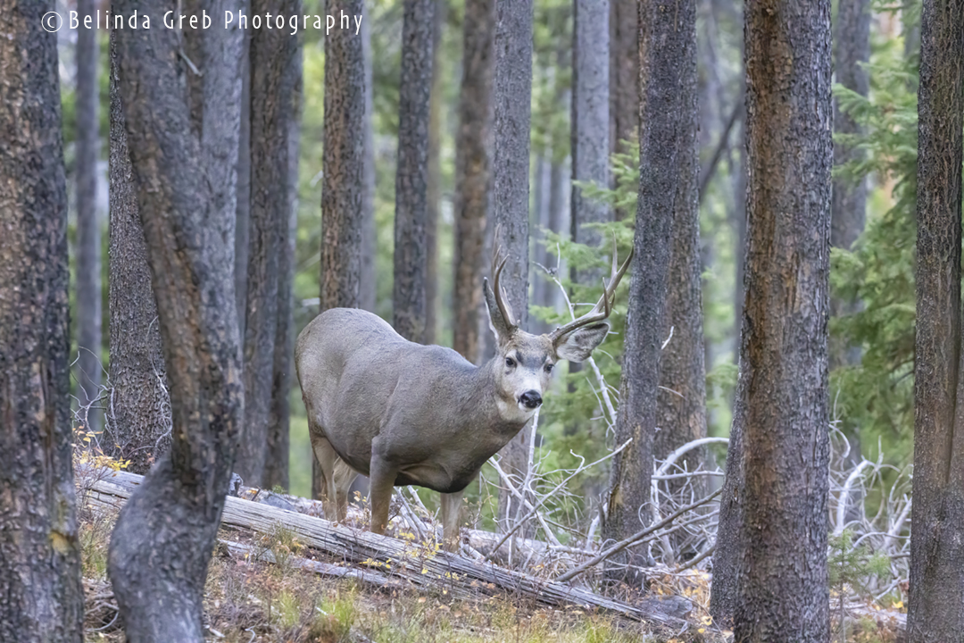 This beautiful buck was seen on Signal Mountain.
©Belinda Greb Photography
Msg for link for prints/products