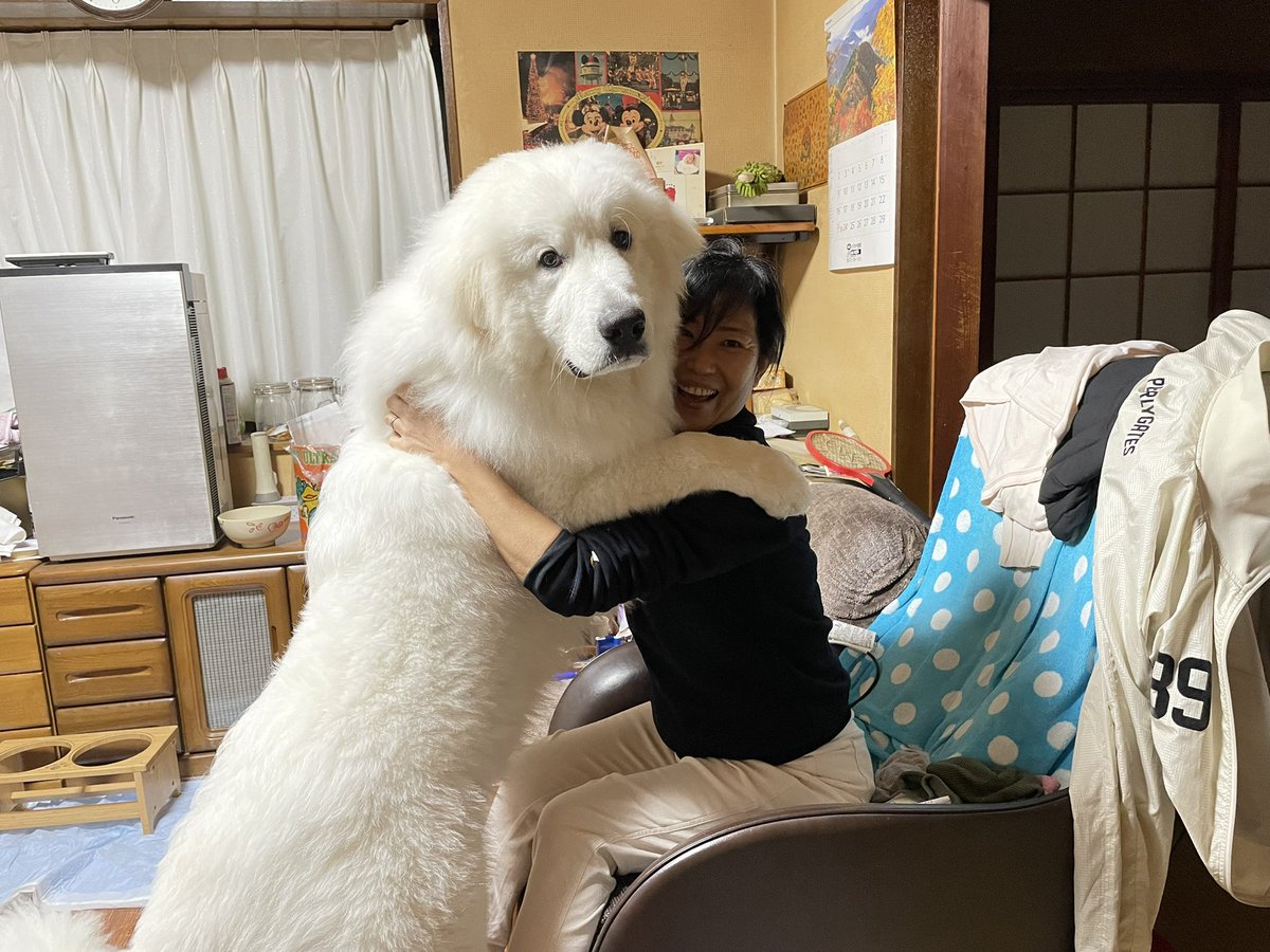 生後8ヶ月の子犬、ばぁば大好き🐶