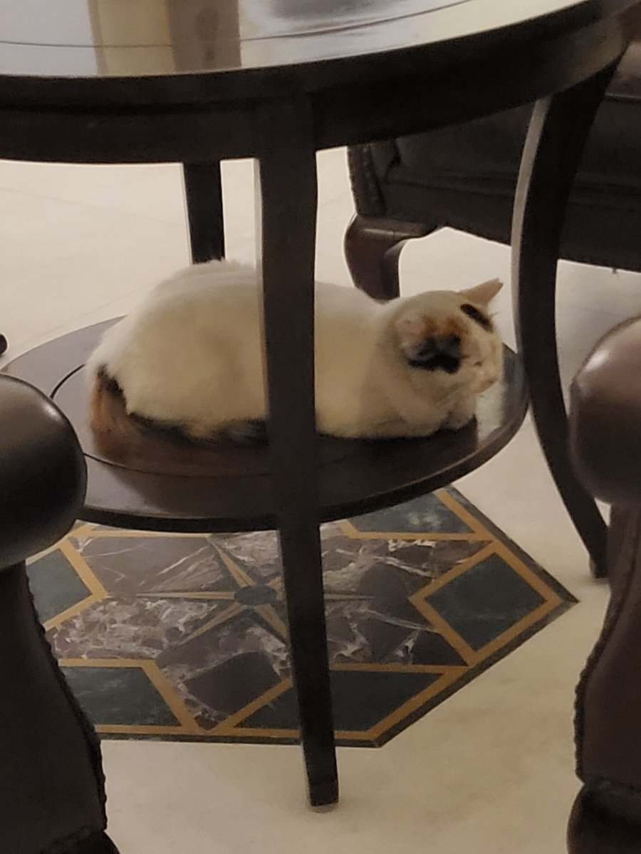 AdamYamey's tweet image. Not a #cat&apos;s cradle but a cat&apos;s #table.