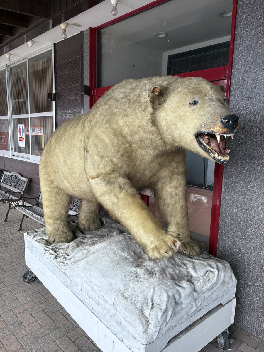 このシロクマ、このまま始末されないか心配💦 剥製だよね？