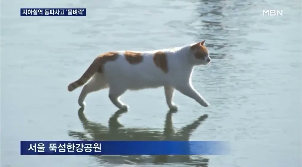 commu_min_'s tweet photo. 아 꽁꽁 얼어붙은 얼음 위 고양이가 ㅋㅋㅋㅋㅋ기자한테 입양이 되었다는게 넘 따숩다 https://t.co/4cxjPS9G31