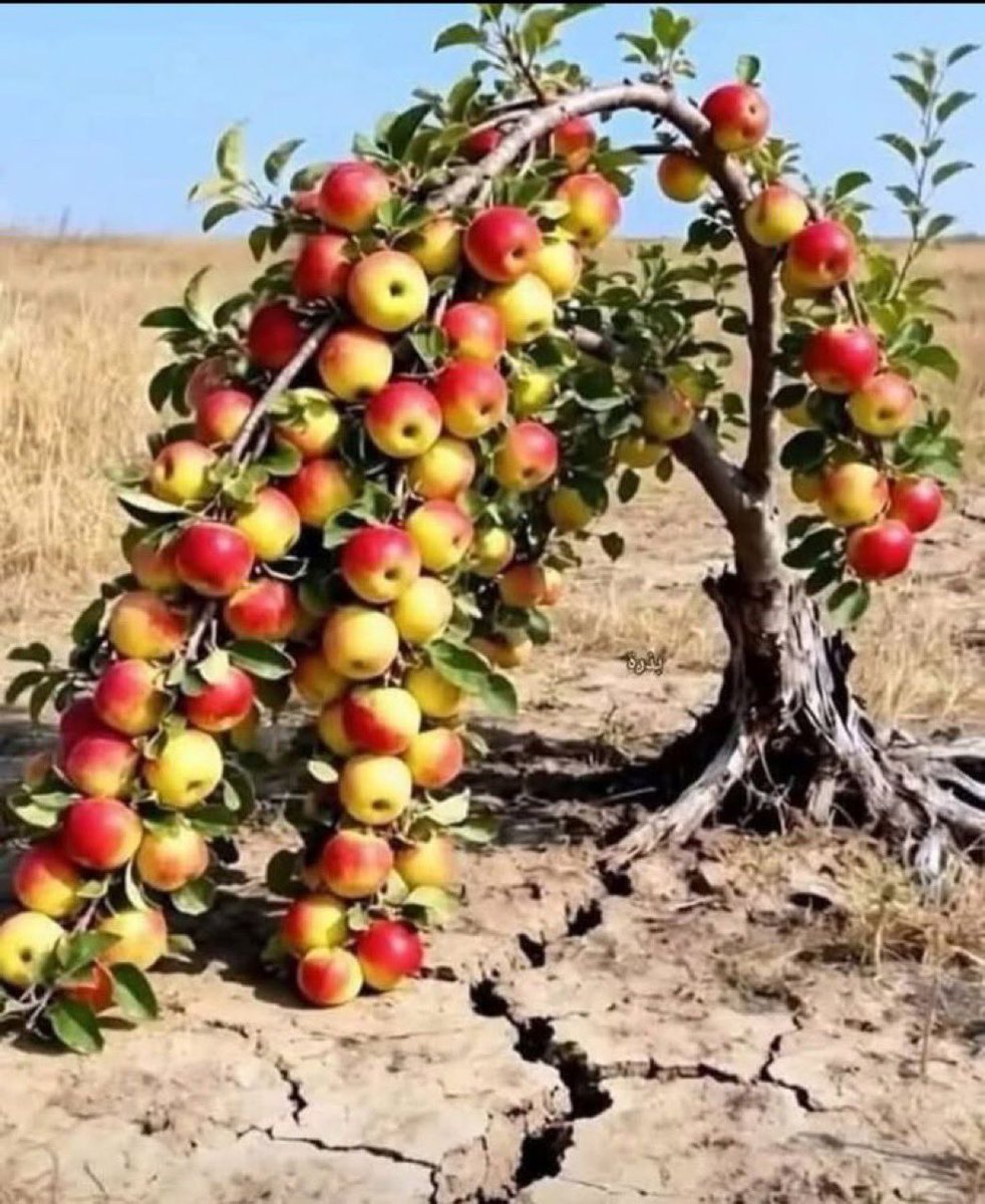 Hayırlı sabahlar,
Huzurlu ve bereketli günler…