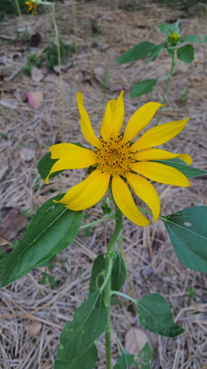 ORNAMON5's tweet photo. 🌻🌻🌻 https://t.co/3G31yRUmBW