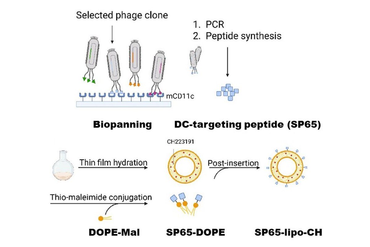 AcadSinica's tweet image. New DC-targeted liposome overcomes drug resistance by precisely delivering an AhR inhibitor to reactivate DCs, boosting tumor-killing immunity &amp;amp; prolonging survival. Published in Journal of Nanobiotechnology.
sinica.edu.tw/en/news_conten…
#DendriticCells #AhR #LiposomalDelivery