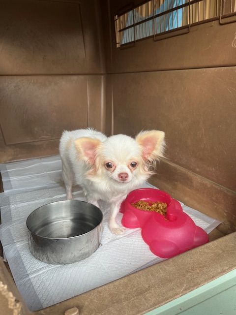 ねねここ🍒 (@cats_dogs_cats) on X