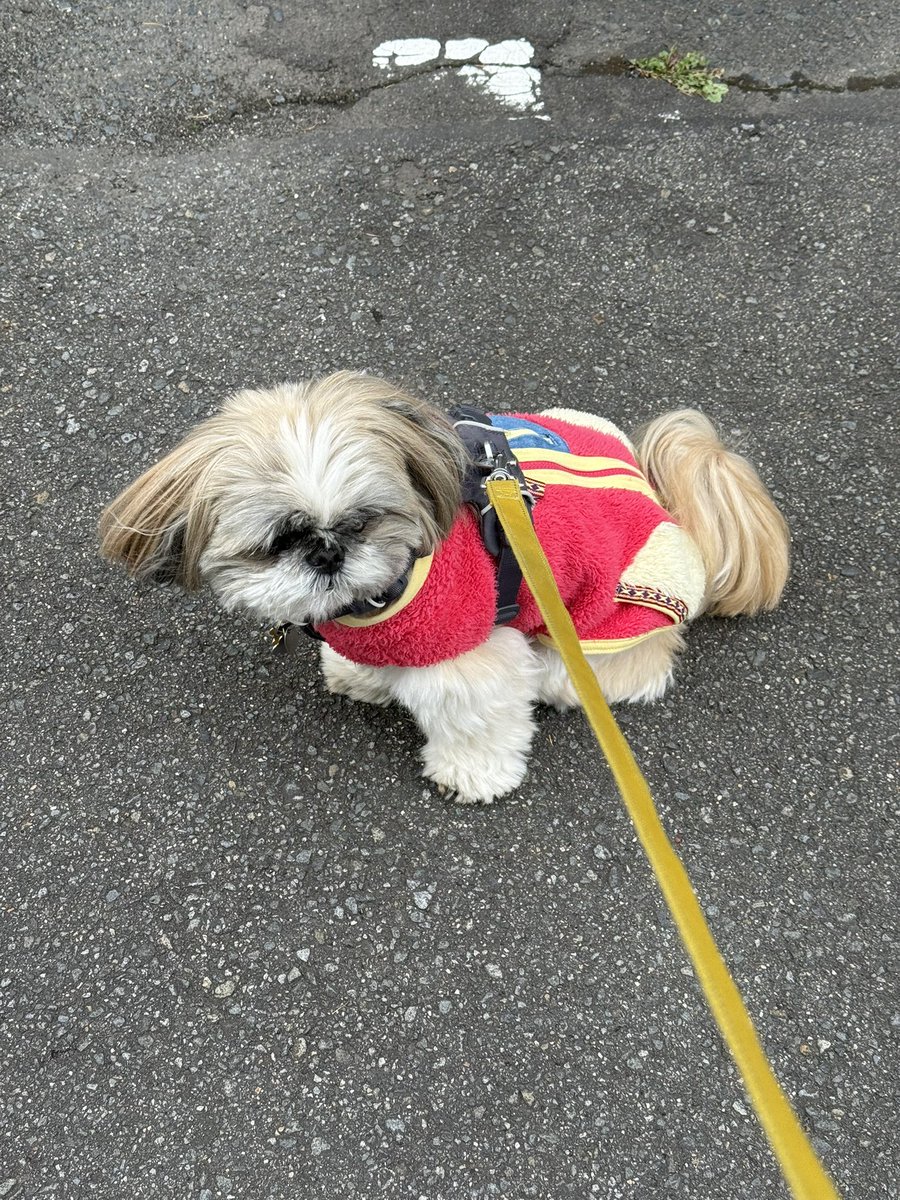 シーズーのズーコ♂ (@shih_tzu_co) / Posts / X