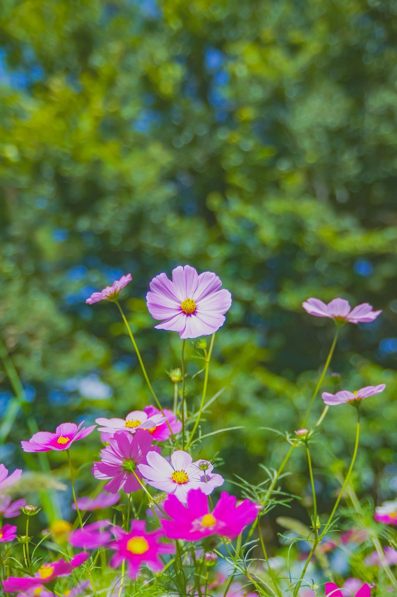 【凛と咲く地元の武庫川髭のコスモス園へ】

〜身近にあって発見した尼のコスモス園その⑥〜

PENTAX K-3 Prestige Edition
PENTAX-DA★16-50mm F2.8
