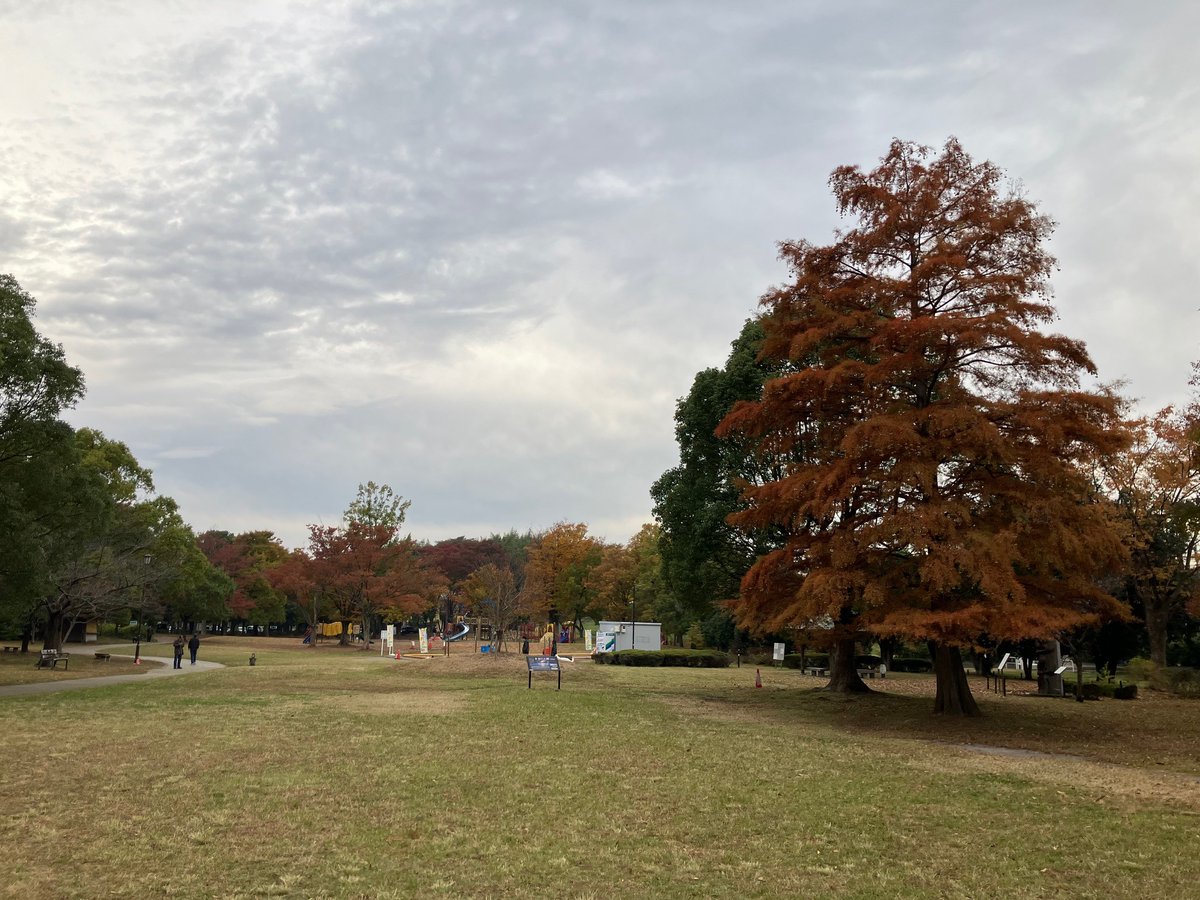 🍁＃東武アーバンパークライン 沿線紅葉情報📢
【11月13日（木）現在】
＃東武鉄道 の往年の特急列車 ＃デラックスロマンスカー「きぬ号」が展示されている ＃岩槻城址公園 の🌳木々たちが色づき始めてきました。

🏯歴史と🍂秋を感じに出かけてみませんか🥾⁉