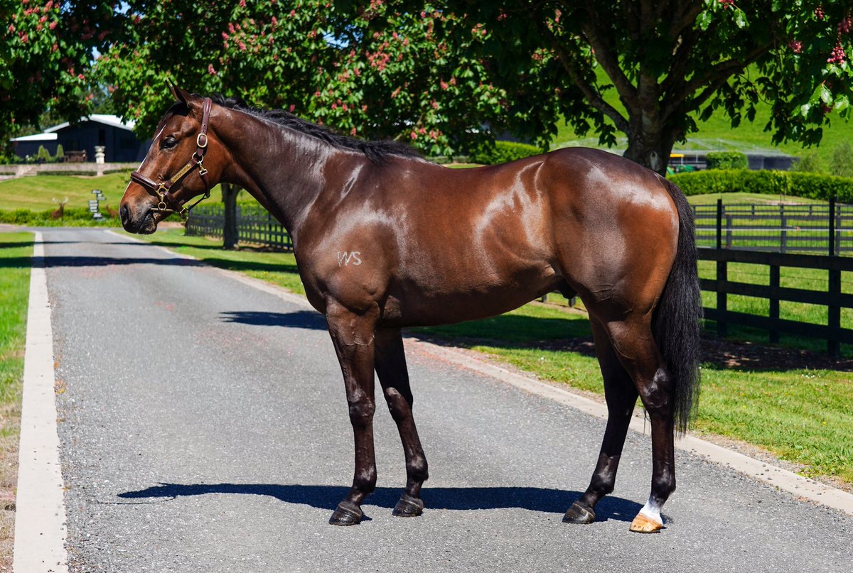 Four purchases at the record breaking 2025 <a href="/KarakaChat/">New Zealand Bloodstock</a> Ready To Run Sale. All the pre-sale analysis and footwork on the grounds paid off:

🇦🇺 1: Wootton Bassett x Raptures colt
🇲🇾 2: Ace High x Toy Story colt
🇦🇺 3: Proisir x Wicked Romance filly
🇲🇾 4: Tivaci x Florist gelding