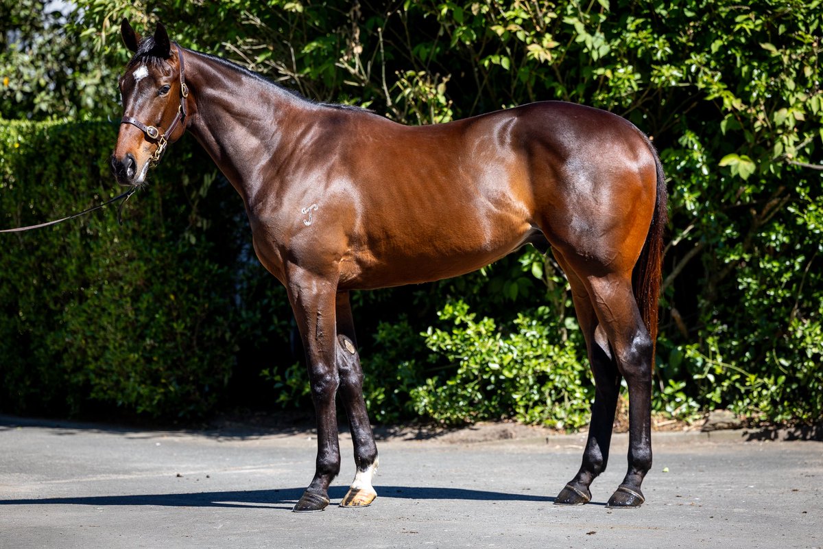 WattleBldstk's tweet photo. Four purchases at the record breaking 2025 @KarakaChat Ready To Run Sale. All the pre-sale analysis and footwork on the grounds paid off:

🇦🇺 1: Wootton Bassett x Raptures colt
🇲🇾 2: Ace High x Toy Story colt
🇦🇺 3: Proisir x Wicked Romance filly
🇲🇾 4: Tivaci x Florist gelding https://t.co/2La7JNKm4i