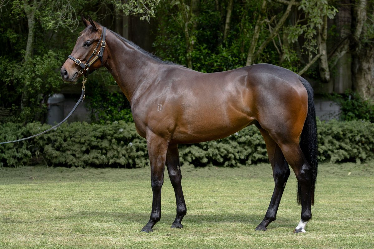 WattleBldstk's tweet photo. Four purchases at the record breaking 2025 @KarakaChat Ready To Run Sale. All the pre-sale analysis and footwork on the grounds paid off:

🇦🇺 1: Wootton Bassett x Raptures colt
🇲🇾 2: Ace High x Toy Story colt
🇦🇺 3: Proisir x Wicked Romance filly
🇲🇾 4: Tivaci x Florist gelding https://t.co/2La7JNKm4i