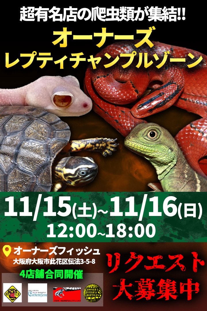 ケイティママ (@KTmama_tortoise) / Posts / X