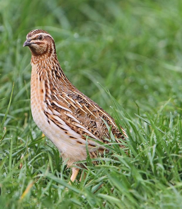 Wanga wakura here pakanzi chichasimudza economy, Vana <a href="/LynneStactia/">LynneM 💕💝💎</a> vemazuva iwayo pavaitaura kuti hazviitike taitovati imhandu. Tikakoshesa CONSTITUTION uye kupedza corruption, maDiamonds, Gold nePlatinum zvinosimudza economy yedu that’s why tichida VP Chiwenga. Hatisi mhandu