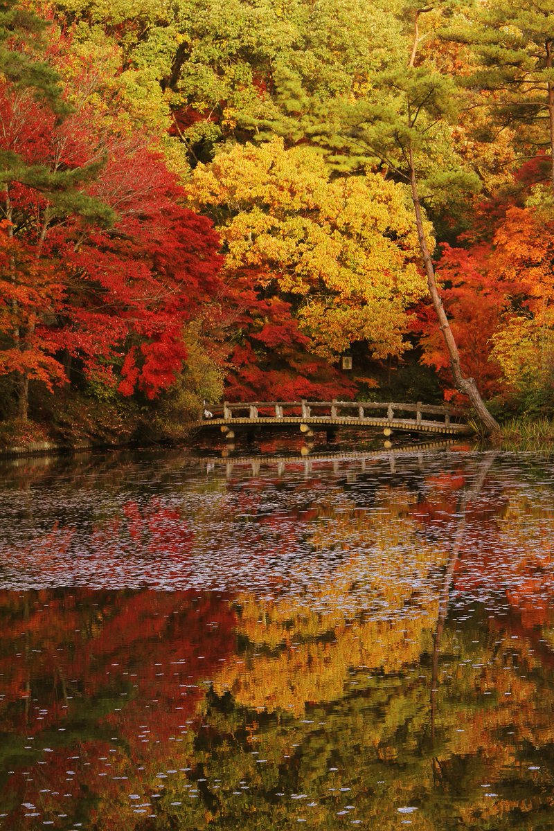 おはようございます☺️

神戸は「海のまち」って
思われがちですが
山の神戸、侮れないんです…

空気も景色も、別世界🍁

#海も山もあるからこそ
#神戸市立森林植物園
#本日もよろしくお願いします