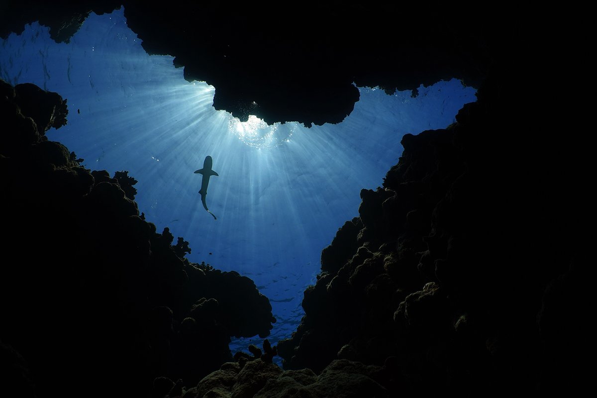 SoniaJRowley's tweet image. Mesophotic life 🪸
1st shot is unedited &amp;amp; an example of the weird response of the camera 😵‍💫 when taking it beyond the depth rating of the housing 😇

The rest are random research &amp;amp; deco snaps whilst processing image data 🤓📊
#pohnpei #micronesia #FSM #gorgonian #mesophotic #deco
