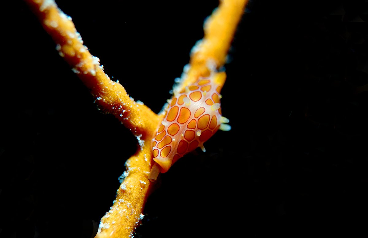 SoniaJRowley's tweet image. Mesophotic life 🪸
1st shot is unedited &amp;amp; an example of the weird response of the camera 😵‍💫 when taking it beyond the depth rating of the housing 😇

The rest are random research &amp;amp; deco snaps whilst processing image data 🤓📊
#pohnpei #micronesia #FSM #gorgonian #mesophotic #deco