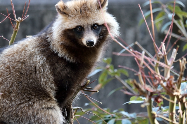 Post by ほしたかゆき（ほしじろ） on X: ちらりたぬ