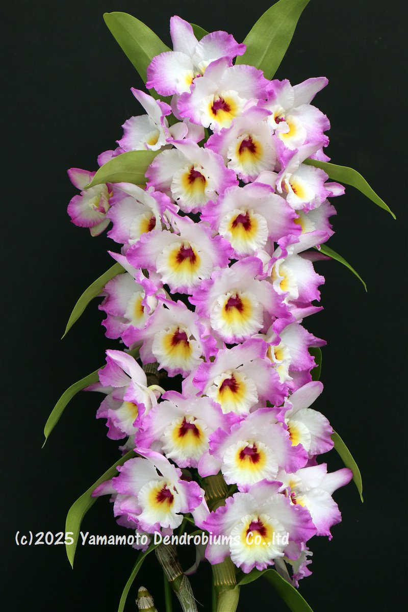 YDendrobium's tweet photo. ✨The finest Dendrobiums, grown for global production.
Den. Happy Harmony 'Empress' SM/JOGA
For inquiries, please contact info@dendrobium.net.
🌸 #Dendrobium #Orchid #Flower #NewVariety #OrchidLover #QualityFirst #BloomingBeauty #YamamotoDendrobiums https://t.co/ovBdgDI0Nb