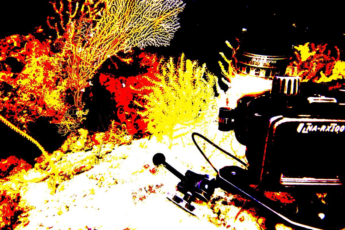 SoniaJRowley's tweet image. Mesophotic life 🪸
1st shot is unedited &amp;amp; an example of the weird response of the camera 😵‍💫 when taking it beyond the depth rating of the housing 😇

The rest are random research &amp;amp; deco snaps whilst processing image data 🤓📊
#pohnpei #micronesia #FSM #gorgonian #mesophotic #deco