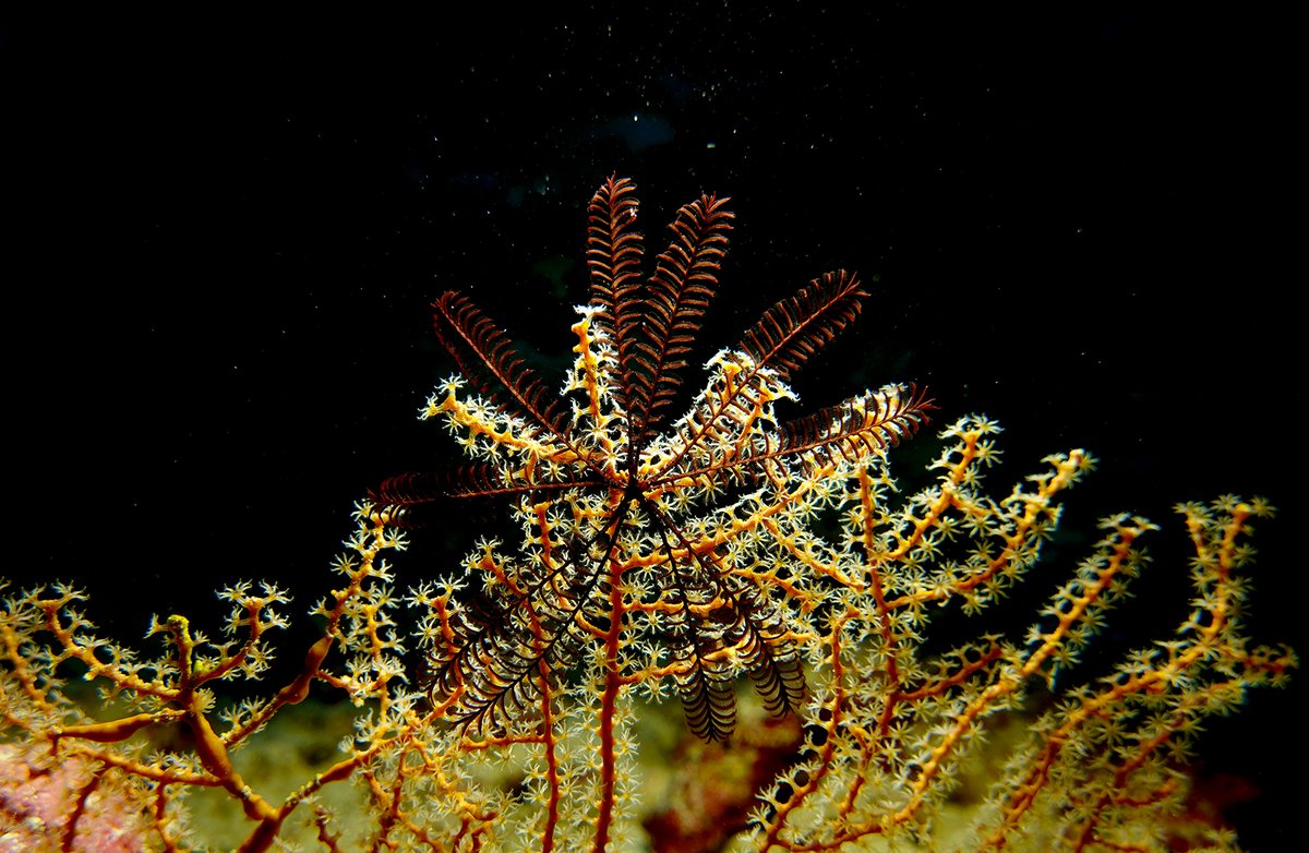 SoniaJRowley's tweet image. Mesophotic life 🪸
1st shot is unedited &amp;amp; an example of the weird response of the camera 😵‍💫 when taking it beyond the depth rating of the housing 😇

The rest are random research &amp;amp; deco snaps whilst processing image data 🤓📊
#pohnpei #micronesia #FSM #gorgonian #mesophotic #deco