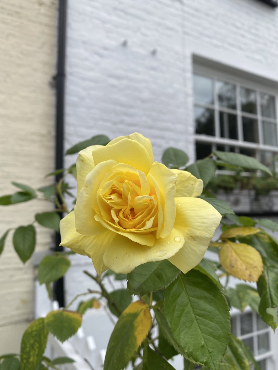 “I am both worse and better than you thought.”

~ Sylvia Plath, Journals