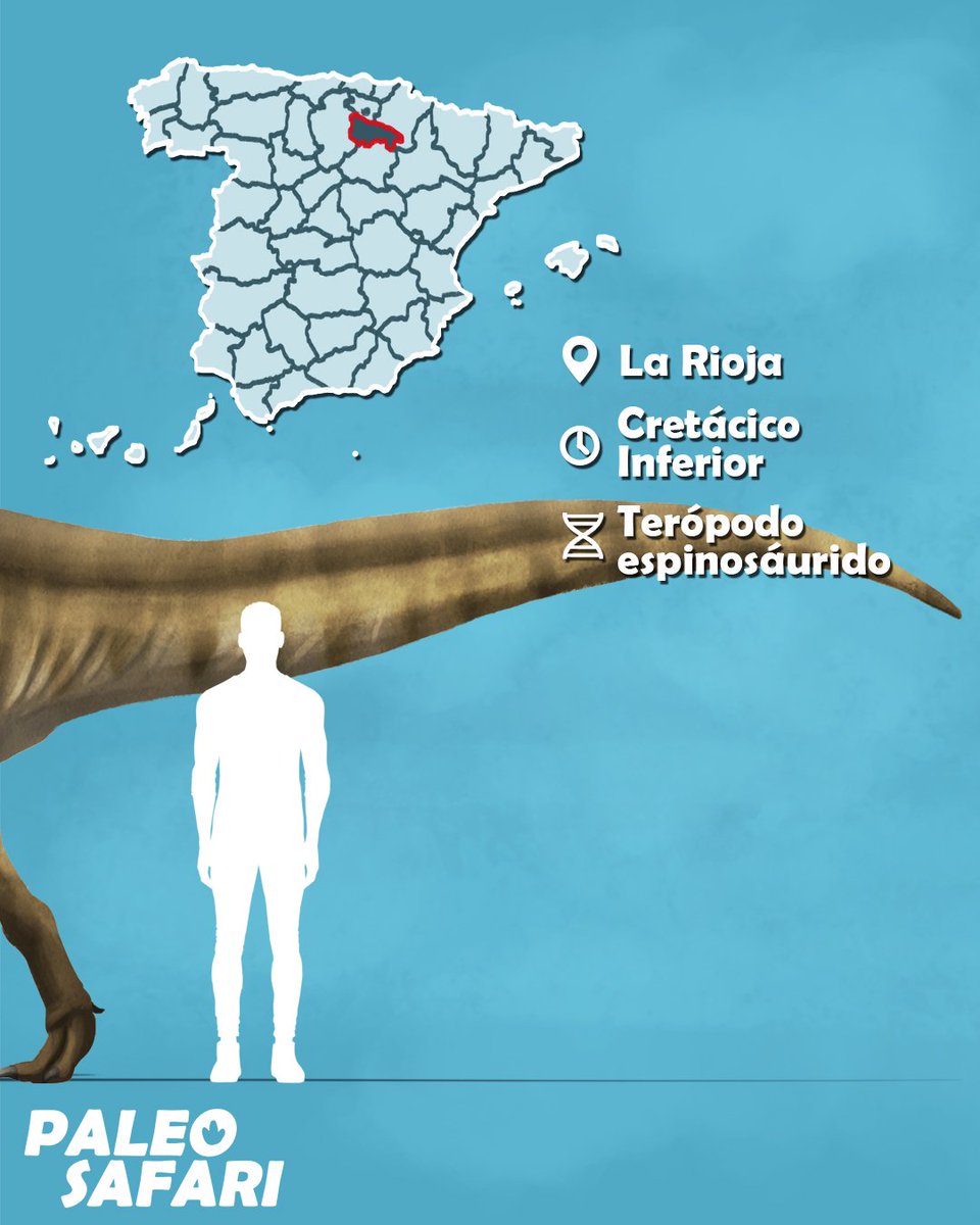 #Dinovember 13: Riojavenatrix lacustris

Por mucho tiempo, los espinosaurios españoles fueron atribuidos a Baryonyx hasta que se describió Riojavenatrix, siendo uno de los más completos de la península.

Puedes ver sus fósiles en @centrodinosigea

#larioja #paleontologia #ciencia