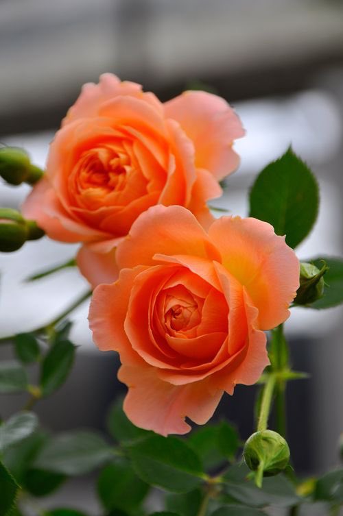 الانشغال بالنفس عافيه