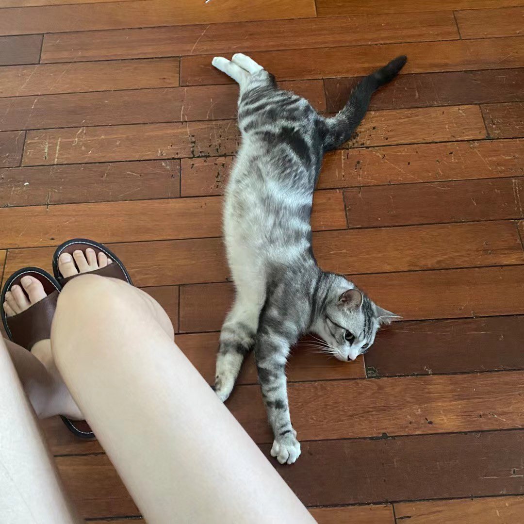 labxiaoxin47747's tweet photo. 🐈 https://t.co/KPmA4SpJz2