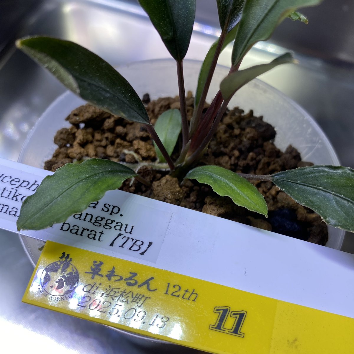 MASA ブセ活中 ホマ (@masamasa07166) / Posts / X