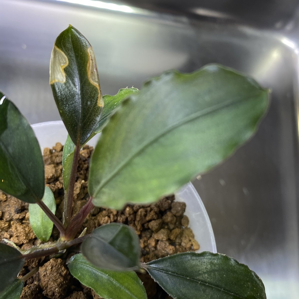 masamasa07166's tweet photo. Bucephalandra sp.
"Entikong" Sanggau
Kalimantan barat (TB)

草わるんから数ヶ月やっとスイッチ入ったみたいで大きな葉が出てきた🌱

#草わるん
#bucephalandra
#teamborneo https://t.co/4Czmne56HO