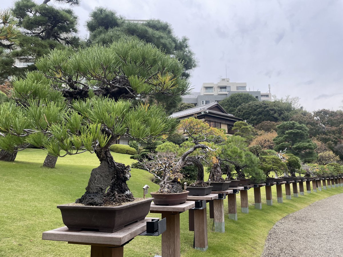 SNS・生成AI活用セミナーに参加してきました📝
生成AIもっと勉強しなきゃ…＼\٩( 'ω' )و/／

会場の #八芳園 は日本庭園がとても綺麗でした！もうすぐ紅葉が見頃になりそう🍁
見事な盆栽も飾ってありました！樹齢530年…！！

今日もお疲れ様でした(๑╹ω╹๑)

#めきょぱ
#企業公式がお疲れ様を言い合う