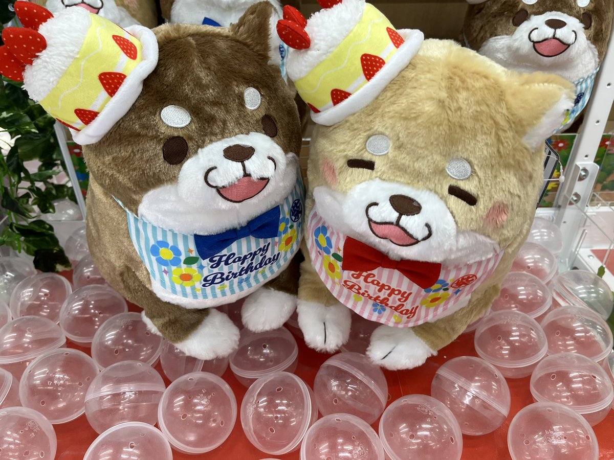 忠犬もちしば あんこ・きなこバースデーBIGぬいぐるみ（2種セット）