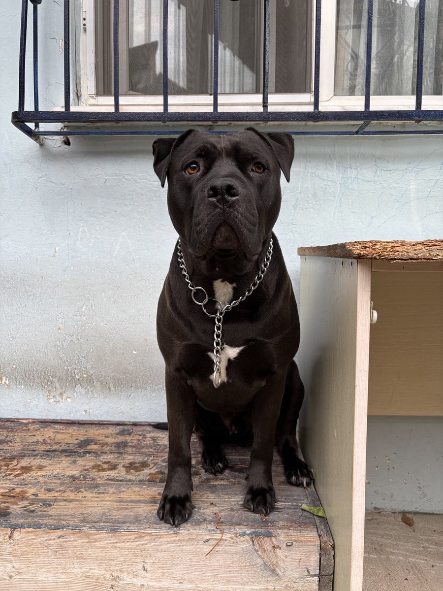 Gözlerimin içine bak ve beni sevdiğini söyle bal suratlım☺️
Pit canım 🐾🐾🖤