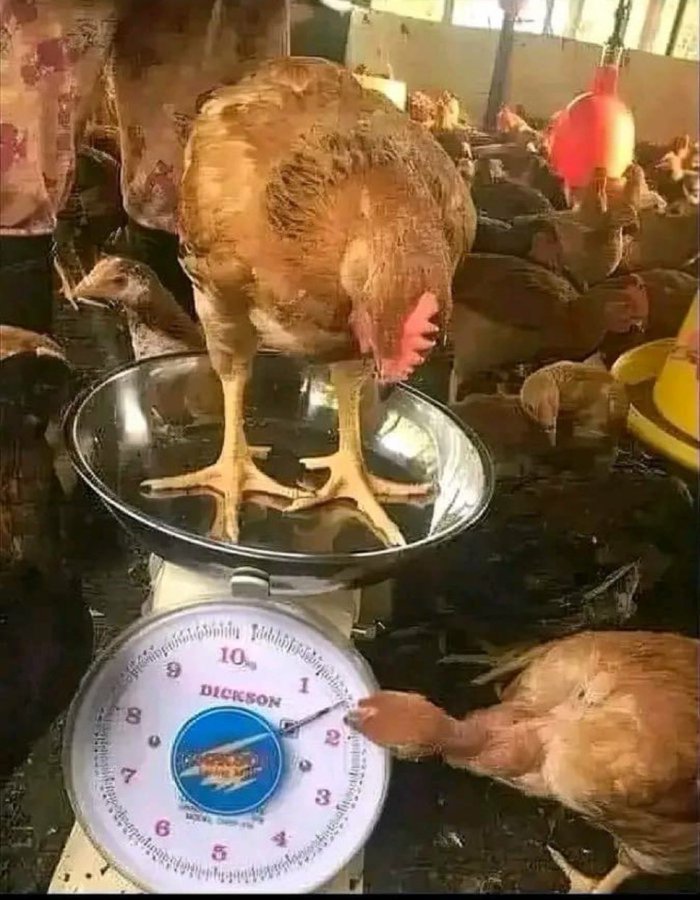 One more unnecessary eating and u qualify for a knife bro