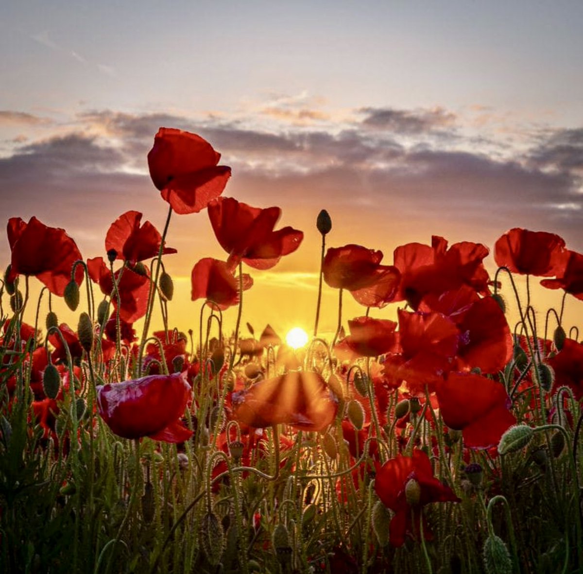 aroundthehouses's tweet image. Luckily for the many, we have no idea what the brave people in our armed forces really go through when they put their lives on the line to protect us and the nation as a whole.
WHO is protecting them once they come out of the armed forces, many with physical and mental injuries,…