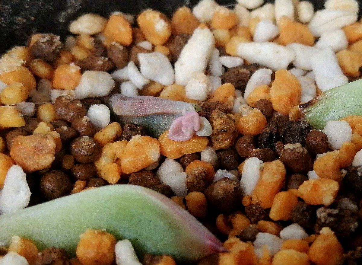 葉挿し　大量セット 葉挿し 大量セット