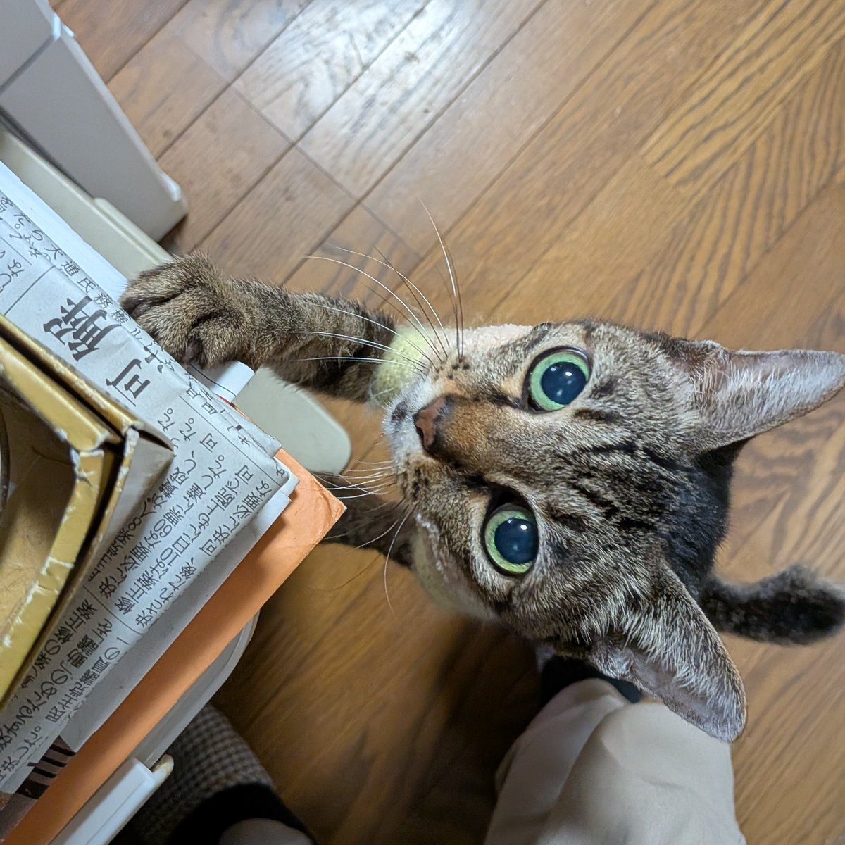 ねこばーぐページ 晩ごはんください コレコレ ⁽⁽ฅ( ↀωↀ )ฅ #猫 #ねこ #猫のいる暮らし