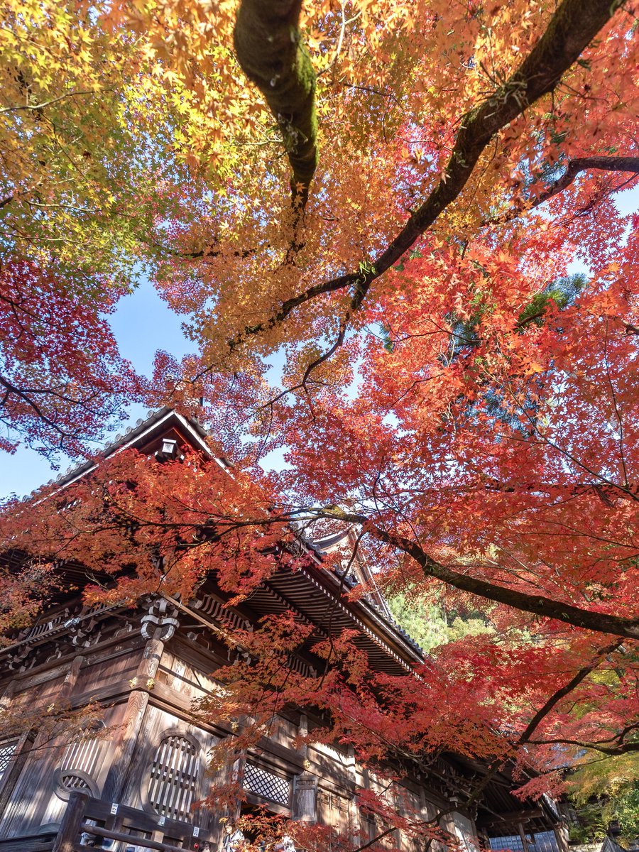 𝚋𝚒𝚛𝚍 tweet media