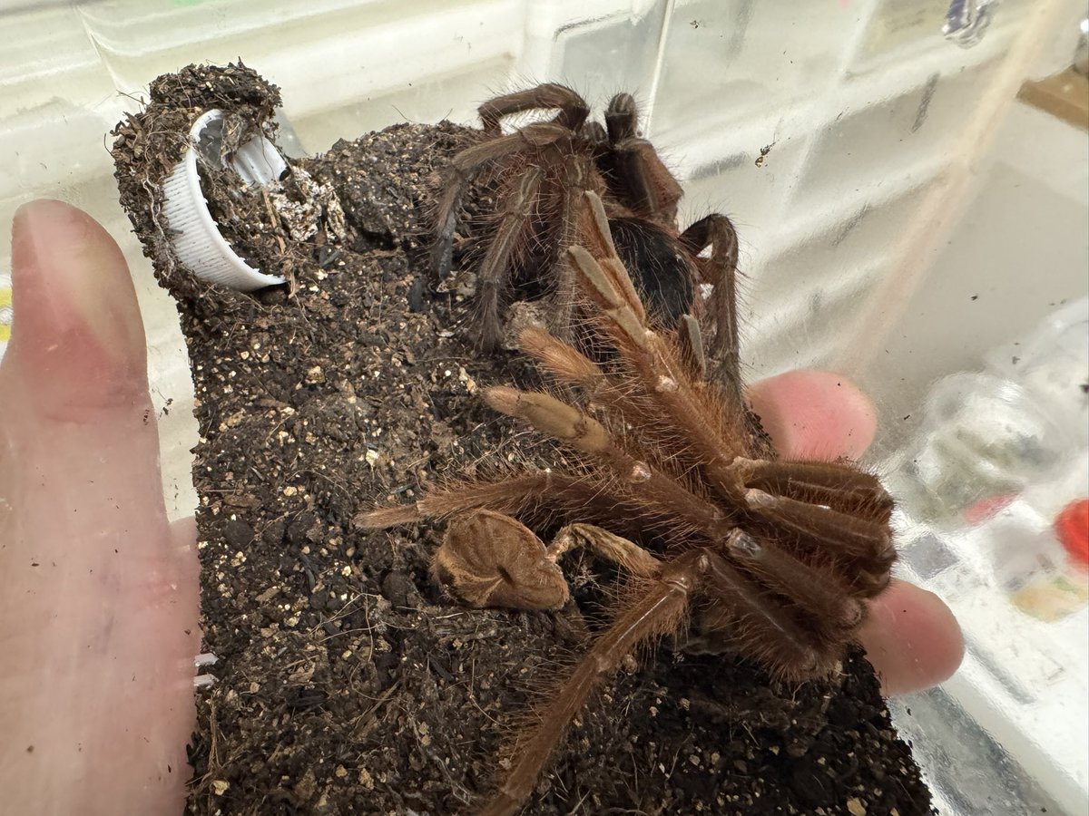 tantan_python's tweet image. ゴライアスピンクフット脱皮早々刺激毛撒き散らしヤツ
ちなみに私は全く効きません