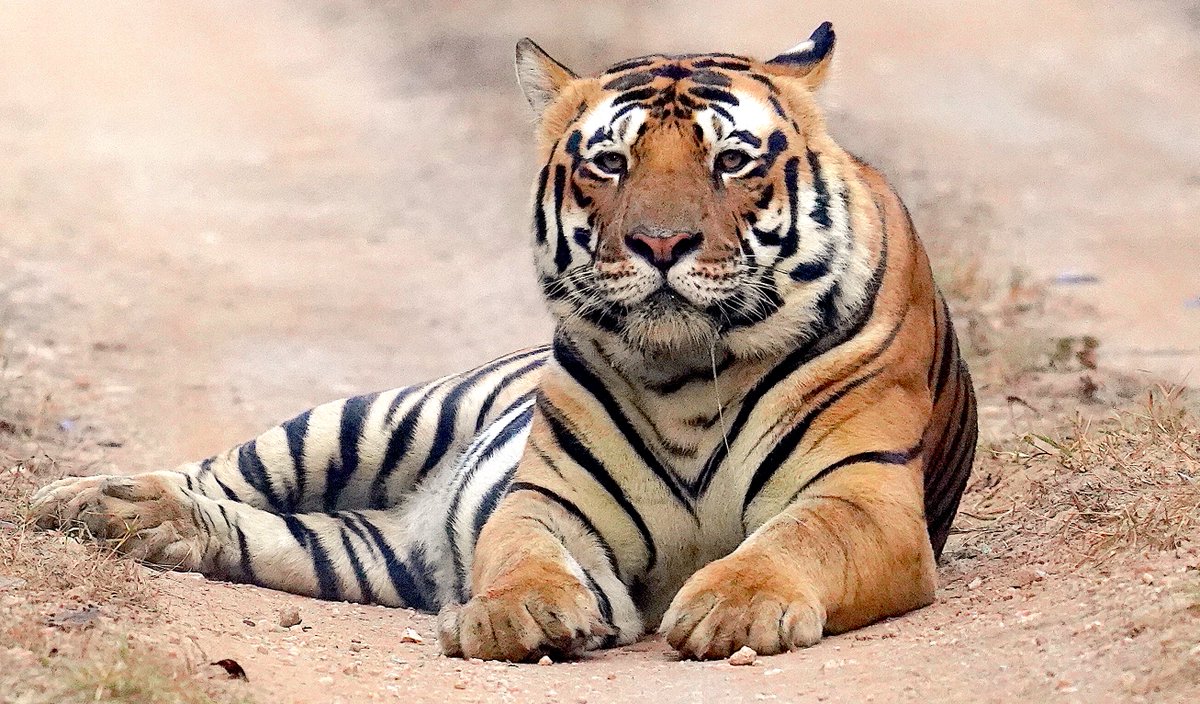 rneelmani's tweet image. He is perhaps the heaviest male #tiger I have ever photographed. His name is Neela Nala. His habitat is #Kanha in #MadhyaPradesh