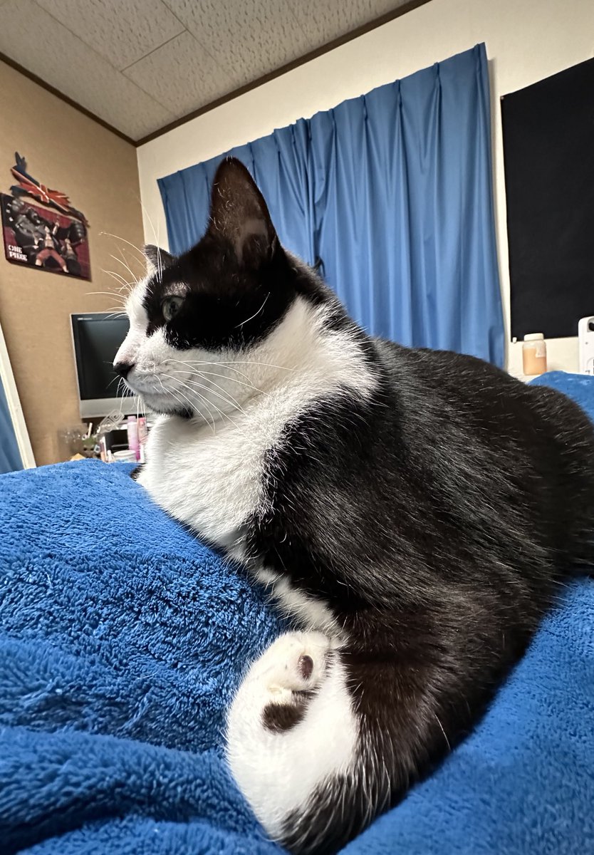 広角でなんか伸びとるが
飼い主の上でくつろぐデブ猫様が余りにもふてぶてしい。。。

あと奥にGボンド写ってるの草