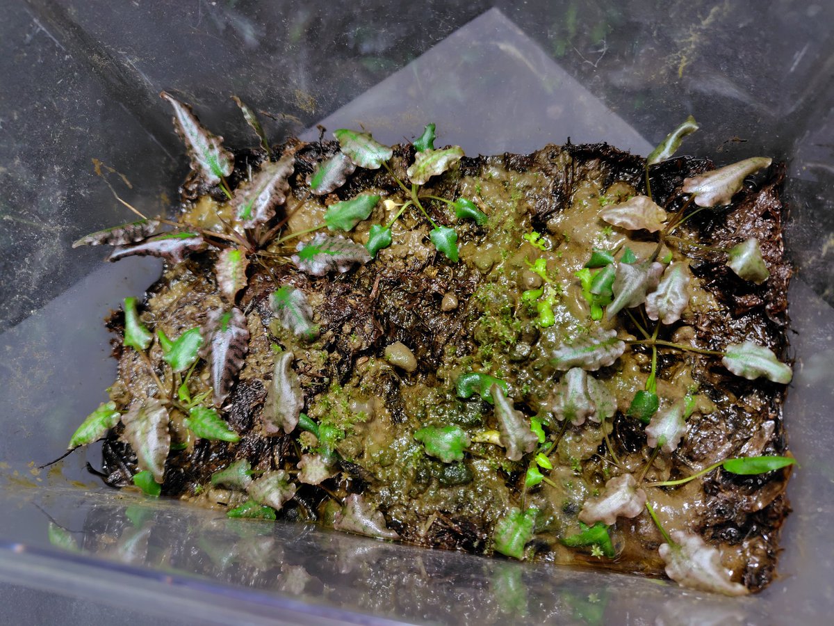 Cryptocoryne striolata “type Jewel” PP-240505-15 from Berau KAL