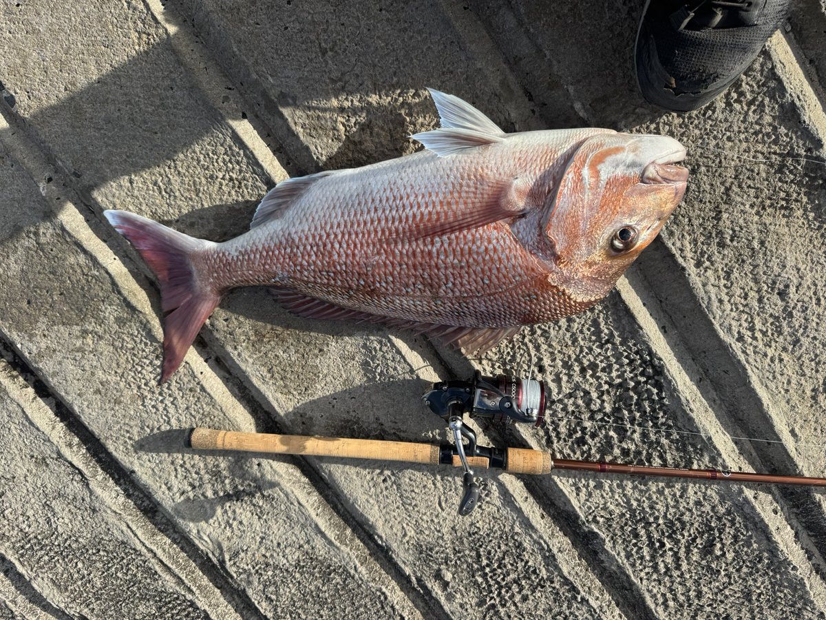 Nothing better than a land based Snapper