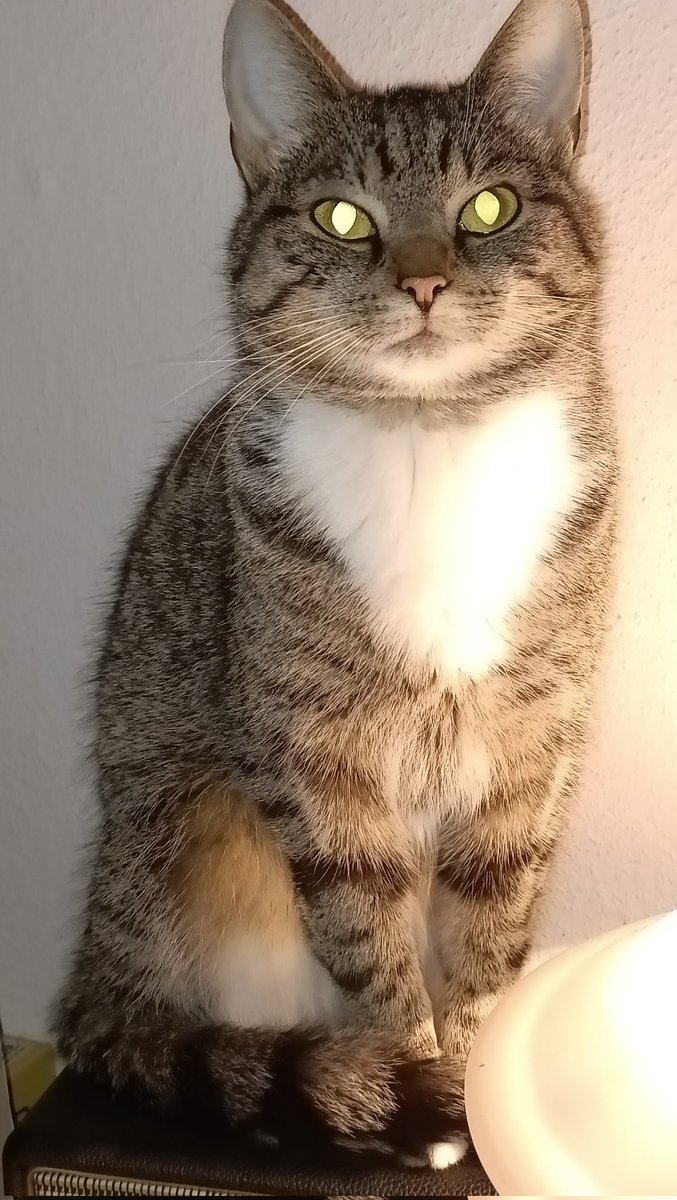 Guten Morgen Freunde, heute startet das verlängerte Wochenende. Hier 2 x Maya morgens um 5:30 Uhr. 1 x normal und 1 x mit eingeschalteten Katzenaugen. Habt ein schönes Wochenende und passt auf euch auf.😺😺😺😺😃